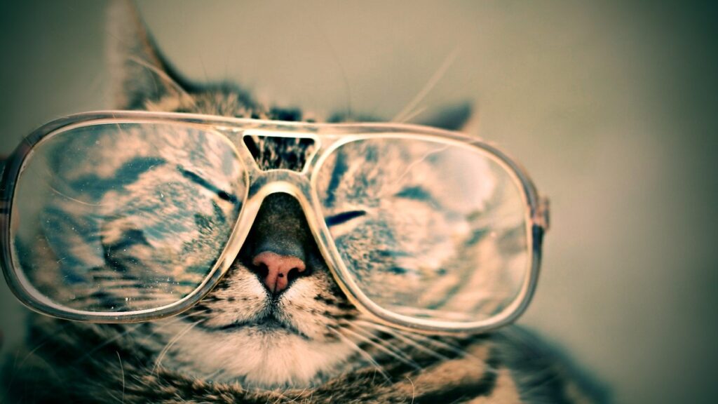 Cat wearing big glasses